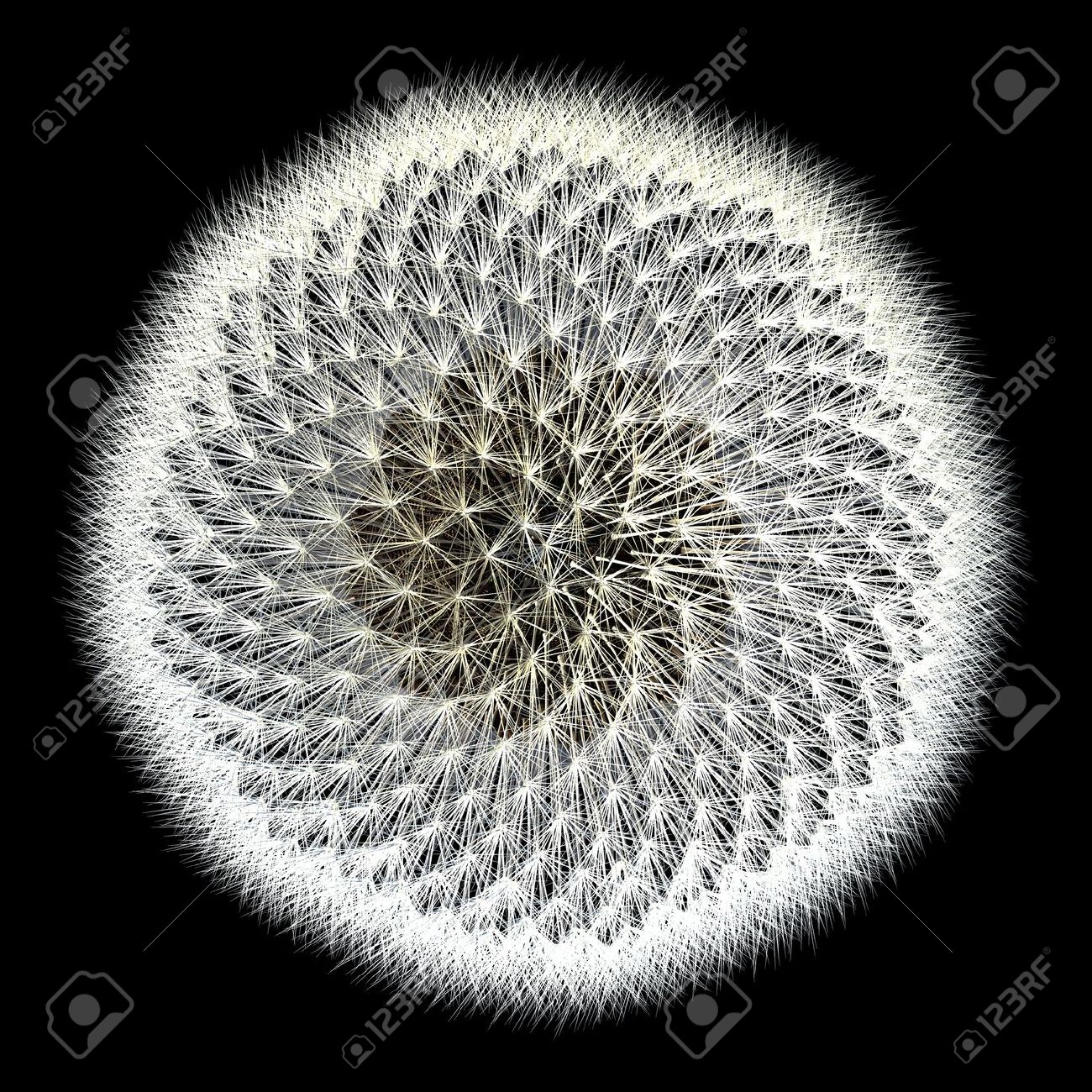 13117221-Experiments-with-the-golden-ratio-top-view-of-dandelion-seeds-with-black-background-Notice-the-spira-Stock-Photo