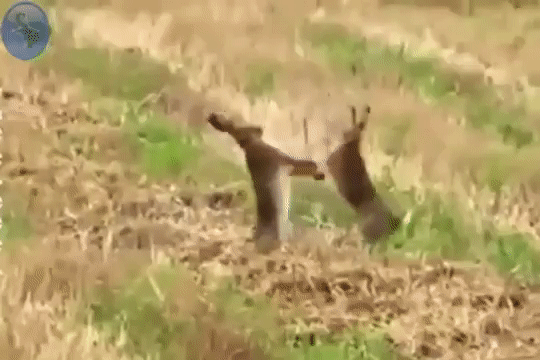 ezgif.com-video-to-gif (19)