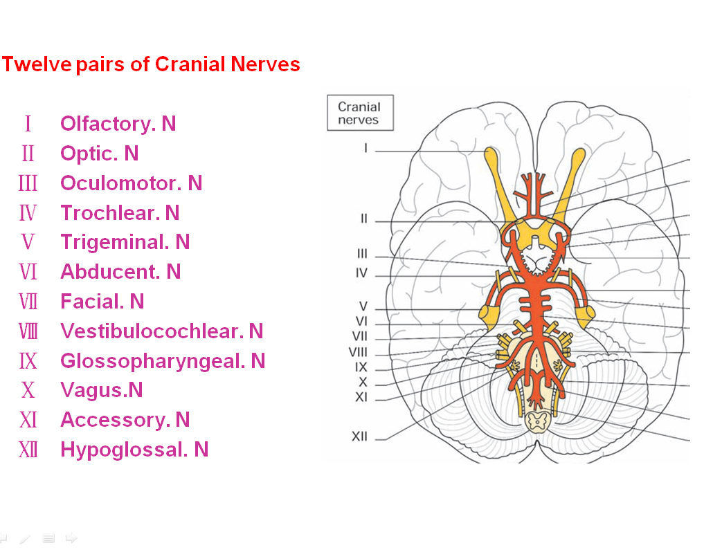 twelve-pairs-of-cranial-nerves